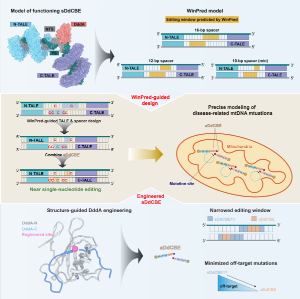 免化所杨贝与生命学院陈佳课题组合作揭示线粒体碱基编辑器工作机制并实现单碱基精度的线粒体DNA编辑